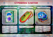 Стенды для кабинета биологии - «globural.ru» - Нерюнгри