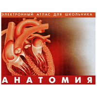 Анатомия. (Цифровой атлас школьника) - «globural.ru» - Нерюнгри