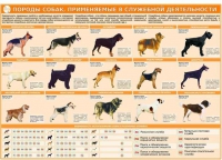 Комплект плакатов "Кинология" - «globural.ru» - Нерюнгри