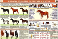Комплект плакатов "Служебное коневодство" - «globural.ru» - Нерюнгри