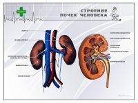 Стенд "Строение почки человека" - «globural.ru» - Нерюнгри
