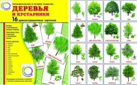 Демонстрационные карточки "Деревья и кустарники" - «globural.ru» - Нерюнгри