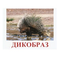 Карточки Домана "Дикие животные-3" - «globural.ru» - Нерюнгри