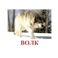 Карточки Домана "Дикие животные-1" - «globural.ru» - Нерюнгри