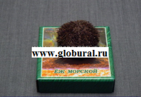 Сухой препарат "Еж морской" - «globural.ru» - Нерюнгри