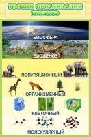 Стенд "Уровни организации живого" - «globural.ru» - Нерюнгри