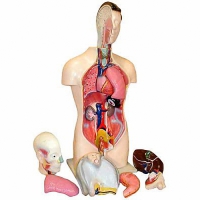Торс человека разборный (42 см.) - «globural.ru» - Нерюнгри