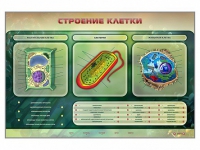 Электрифицированный стенд "Строение клетки" с маркерными полями - «globural.ru» - Нерюнгри