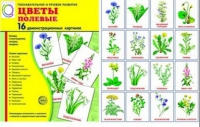 Демонстрационные карточки "Цветы полевые" - «globural.ru» - Нерюнгри