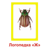Логопедка "Ж" (логопедические карточки) - «globural.ru» - Нерюнгри