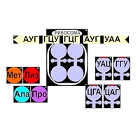 Модель-аппликация "Биосинтез белка" (ламинированная) - «globural.ru» - Нерюнгри
