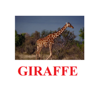 "Wild Animals-1" ("Дикие животные-1") английские карточки Домана - «globural.ru» - Нерюнгри