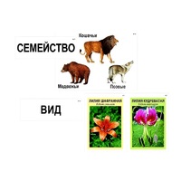 Модель-аппликация "Классификация растений и животных" (ламинированная) - «globural.ru» - Нерюнгри