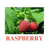 "Berries-1" ("Ягоды-1") английские карточки Домана - «globural.ru» - Нерюнгри