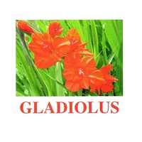 "Flowers-1" ("Цветы-1") английские карточки Домана - «globural.ru» - Нерюнгри