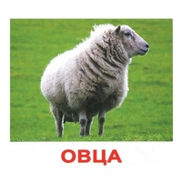 .Карточки Домана "Домашние животные" - «globural.ru» - Нерюнгри