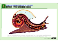Рельефная таблица "Внутреннее строение брюхоногого моллюска" (формат А1, матовое ламинир.) - «globural.ru» - Нерюнгри