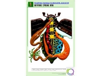 Рельефная таблица "Внутреннее строение жука" (формат А1, матовое ламинир.) - «globural.ru» - Нерюнгри