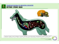 Рельефная таблица "Внутреннее строение собаки" (формат А1, матовое ламинир.) - «globural.ru» - Нерюнгри