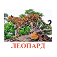 Карточки Домана "Дикие животные-2" - «globural.ru» - Нерюнгри