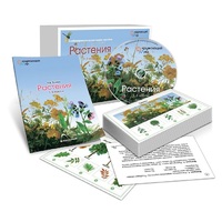 Комбинированное наглядное пособие «Растения» - «globural.ru» - Нерюнгри