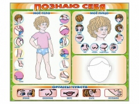 Стенд маркерный "Познаю себя" (тело, голова, органы чувств) - «globural.ru» - Нерюнгри