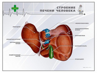 Стенд "Строение печени человека" - «globural.ru» - Нерюнгри
