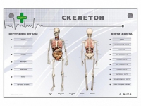 Электрифицированный стенд-тренажер "Скелетон" - «globural.ru» - Нерюнгри