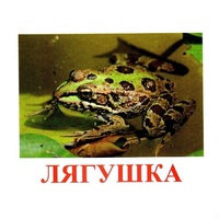 Карточки Домана "Амфибии и рептилии" - «globural.ru» - Нерюнгри