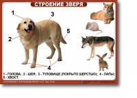 Ознакомление с окружающим миром. 1-4 класс. Комплект таблиц. Наглядные пособия для начальной школы, учебные пособия - «globural.ru» - Нерюнгри