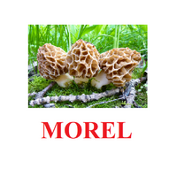 "Mushrooms" ("Грибы") английские карточки Домана - «globural.ru» - Нерюнгри