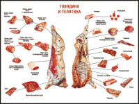 Правила разделки мясных туш "Говядина и телятина" 1000*1400 винил - «globural.ru» - Нерюнгри