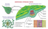 Плакаты и таблицы по биологии - «globural.ru» - Нерюнгри