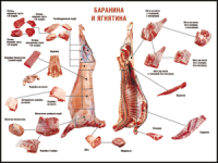 Правила разделки мясных туш "Баранина и ягнятина" 1000*1400 винил - «globural.ru» - Нерюнгри
