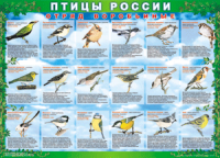 Таблица Птицы России из  4 листов в комплекте 1000*1400 винил	 - «globural.ru» - Нерюнгри