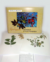 Гербарий Деревья и кустарники (20 видов) - «globural.ru» - Нерюнгри