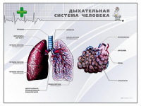 Стенд "Дыхательная система человека" - «globural.ru» - Нерюнгри