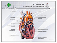 Стенд "Строение сердца человека" - «globural.ru» - Нерюнгри