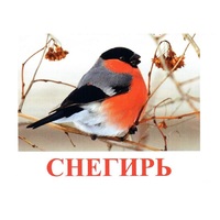 Карточки Домана "Птицы-1" - «globural.ru» - Нерюнгри