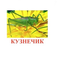 Карточки Домана "Насекомые" - «globural.ru» - Нерюнгри