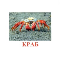 Карточки Домана "Подводный мир" - «globural.ru» - Нерюнгри