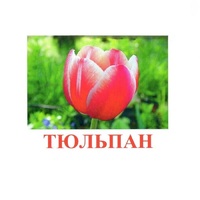 Карточки Домана "Цветы-1" - «globural.ru» - Нерюнгри