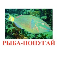 Карточки Домана "Рыбы" - «globural.ru» - Нерюнгри