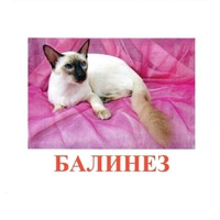 Карточки Домана "Породы кошек" - «globural.ru» - Нерюнгри