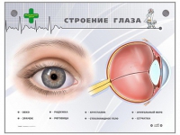 Интерактивный стенд "Строение глаза" - «globural.ru» - Нерюнгри