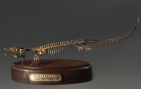 Модель скелета мозазавра Mosasaurus - «globural.ru» - Нерюнгри