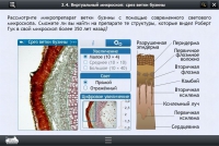 Интерактивные курсы. Биология 5 класс. Расширенный - «globural.ru» - Нерюнгри