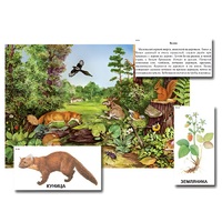 Магнитный плакат-аппликация "Лес: биоразнообразие и взаимосвязи в сообществе" - «globural.ru» - Нерюнгри