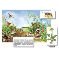 Магнитный плакат-аппликация "Луг: биоразнообразие и взаимосвязи в сообществе" - «globural.ru» - Нерюнгри