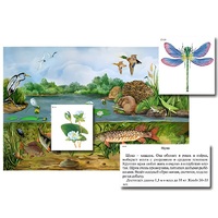 Магнитный плакат-аппликация "Водоем: биоразнообразие и взаимосвязи в сообществе" - «globural.ru» - Нерюнгри